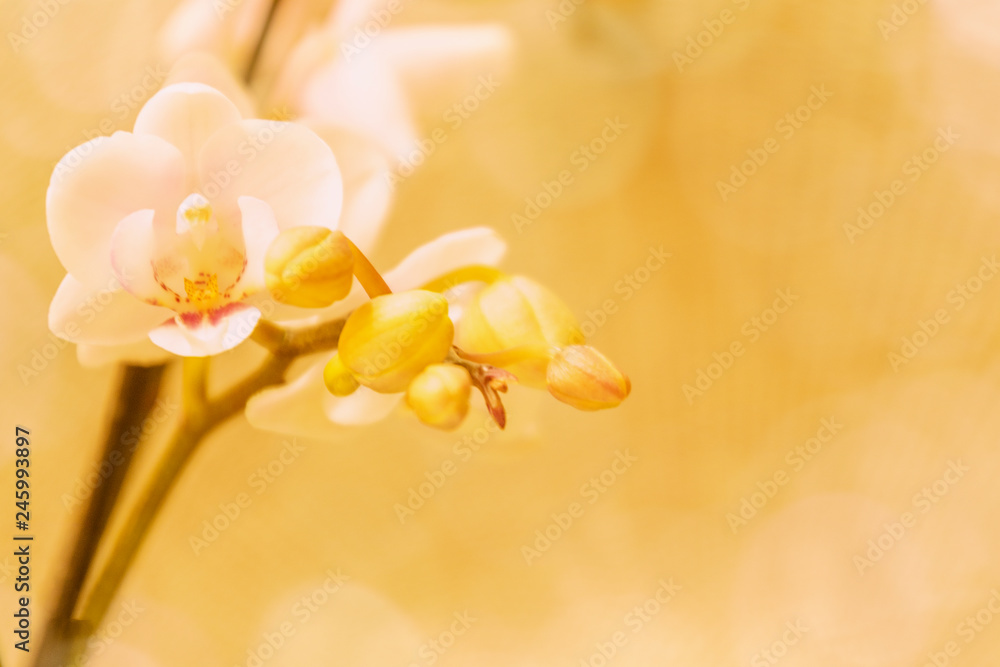 Fototapeta premium Orchidee, Orchideenblüten, weiß