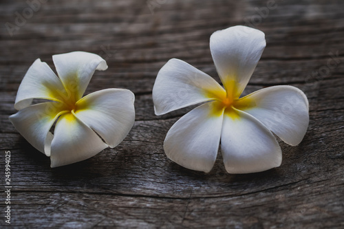 plumeria flower on the wooden background.