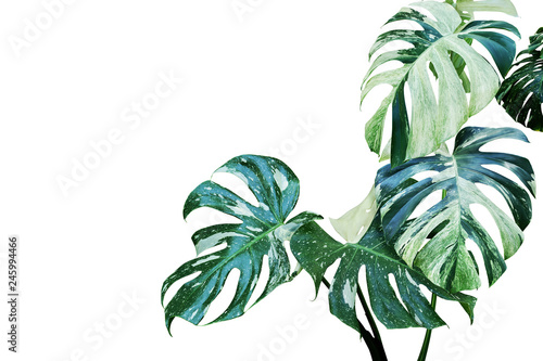 Variegated Leaves of Monstera, Split Leaf Philodendron Plant Isolated on White Background