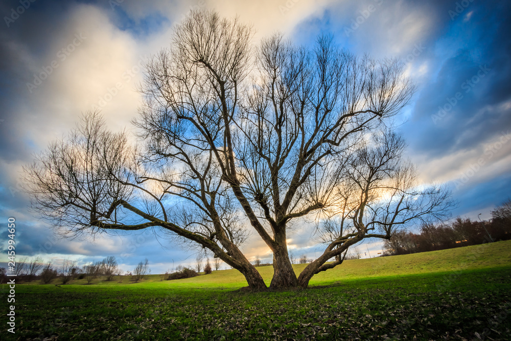 Baum 4 Baum 4