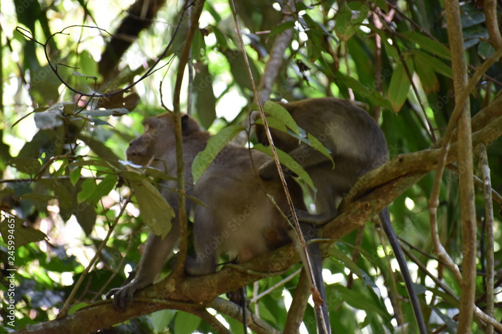 Two Monkeys are sitting in a tree at the beautiful green jungle landscape in Khao Sok National Park in Thailand, Asia Two Monkeys are sitting in a tree at the beautiful green jungle landscape in Khao Sok National Park in Thailand, Asia
