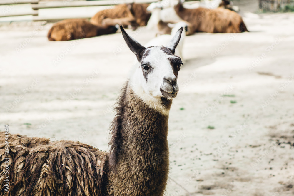 Obraz premium Brown and white llama portrait