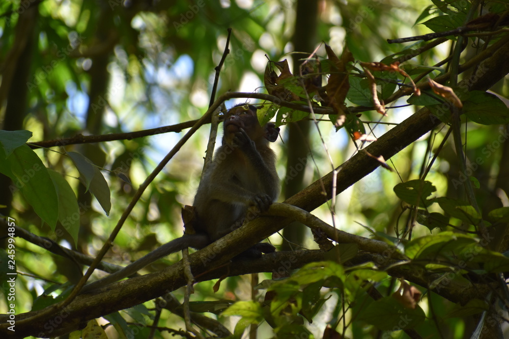 Obraz premium Little Monkey is sitting in a tree at the beautiful green jungle landscape in Khao Sok National Park in Thailand, Asia