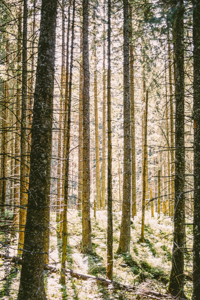 Fototapeta premium Sunlight shining through tree trunks in a forest