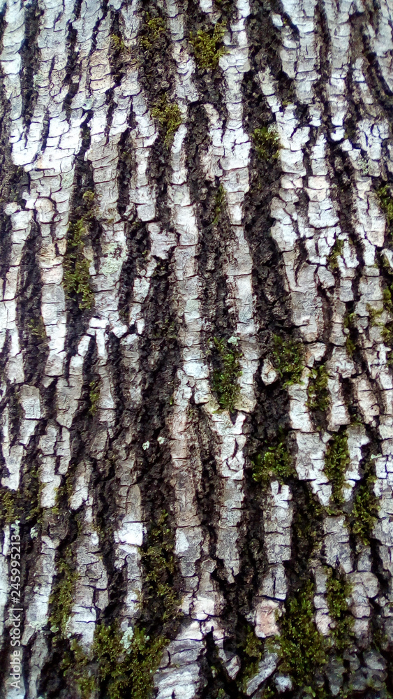 Textura de la corteza de una árbol