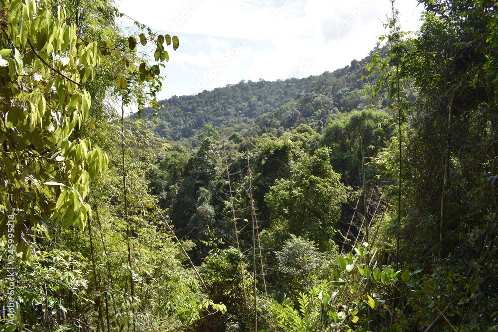 Beautiful green jungle landscape in Khao Sok National Park in Thailand, Asia Beautiful green jungle landscape in Khao Sok National Park in Thailand, Asia