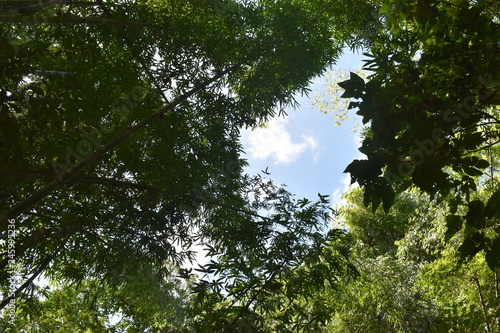 Jungle landscape with many trees in Khao Sok National Park in Thailand on a sunny summer day     photographed from below