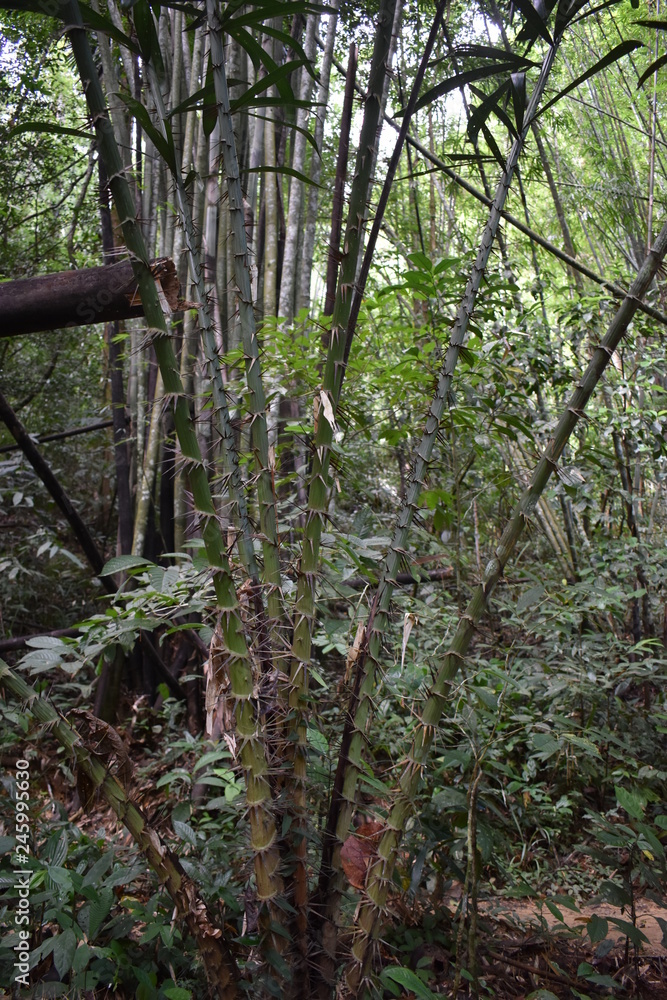 Beautiful green jungle landscape in Khao Sok National Park in Thailand, Asia Beautiful green jungle landscape in Khao Sok National Park in Thailand, Asia