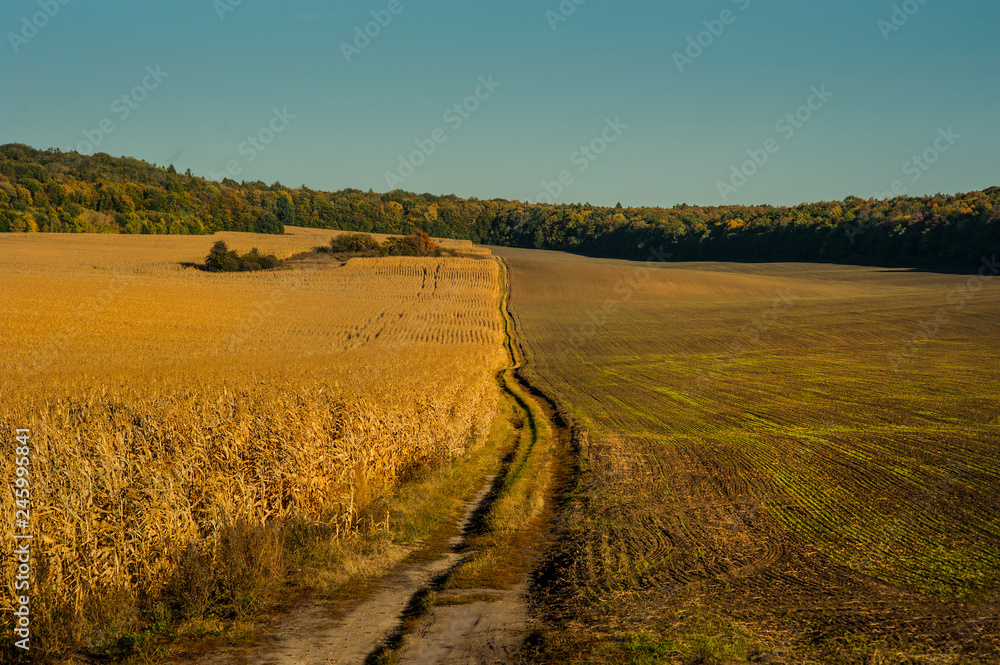 Fototapeta premium Field with ripe ears of wheat with dirt road