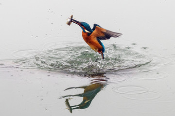 Action photo of a kingfisher coming out from water with fish in its beak after a successful fishing