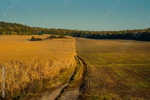 Field with ripe ears of wheat with dirt road