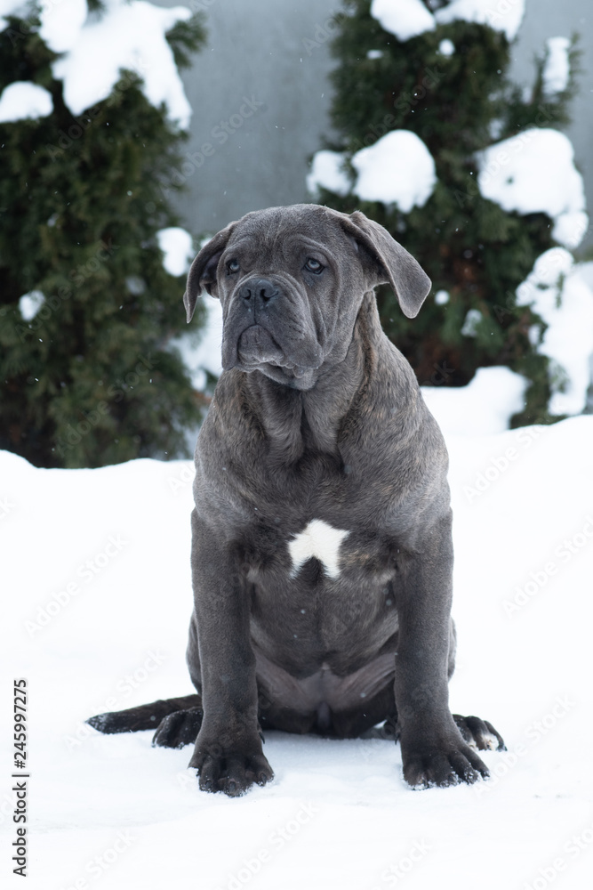 Sitting cane corso portrait dog puppy gray Sitting cane corso portrait dog puppy gray