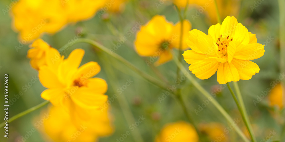 beautiful bright yellow flowers in a summer field or in a meadow beautiful bright yellow flowers in a summer field or in a meadow