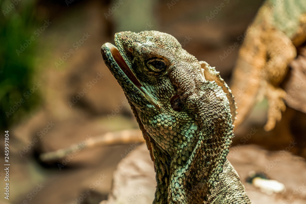 a lizard that looks you in the eye a lizard that looks you in the eye