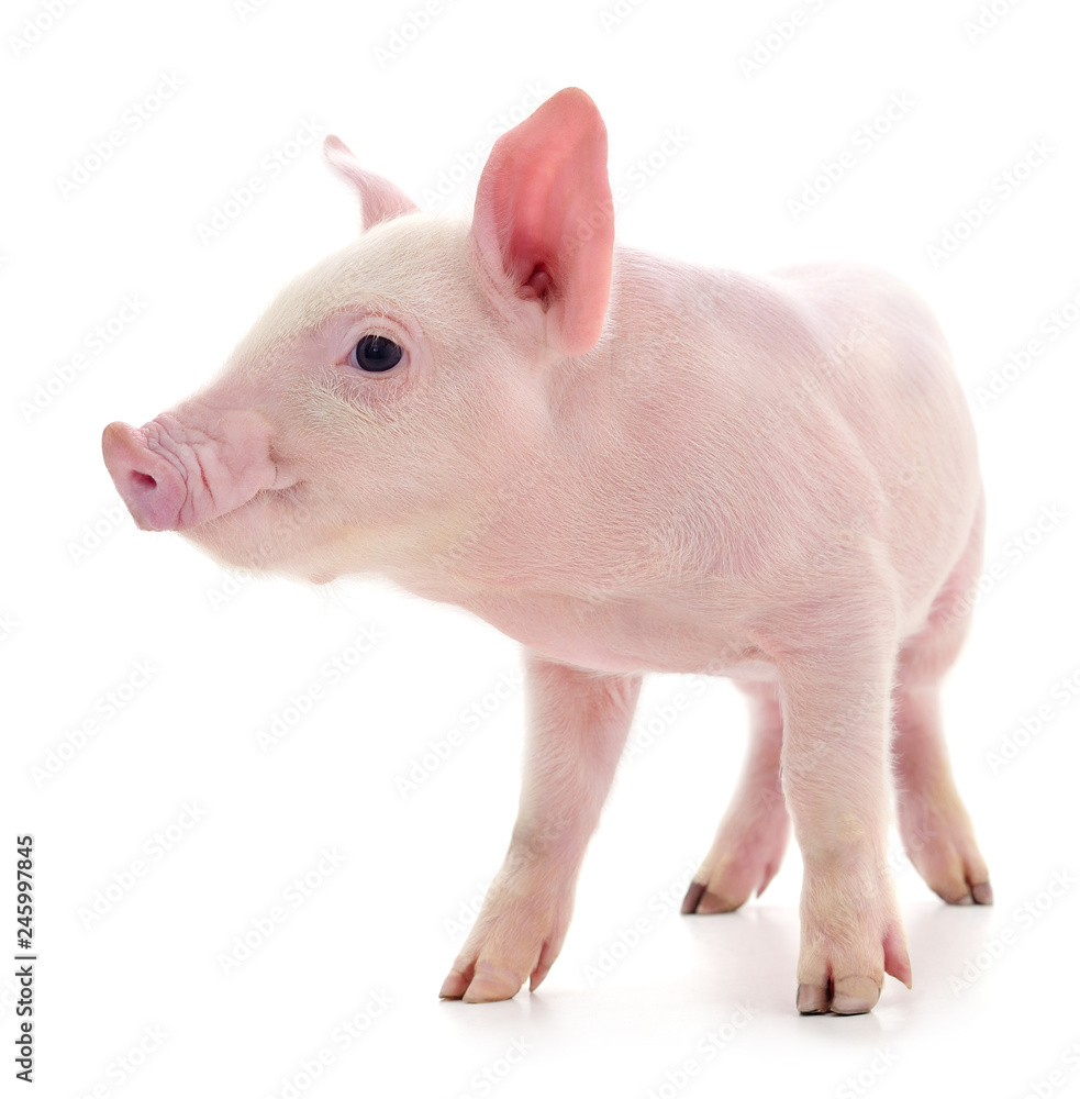 Pig on white. Pig on white.