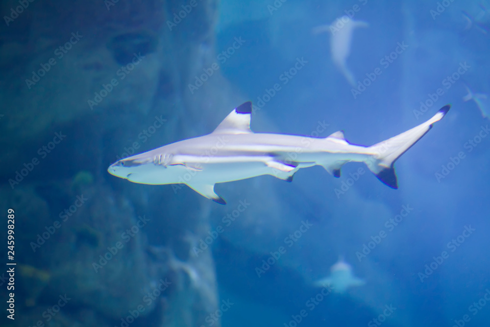 Huge tropical shark in blue water.Shark in the aquarium Huge tropical shark in blue water.Shark in the aquarium