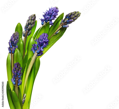 Blue hyacinth flowers and leaves in a wave arrangement isolated on white background