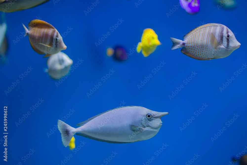 Multi-colored tropical fish on the background of reefs and corals.