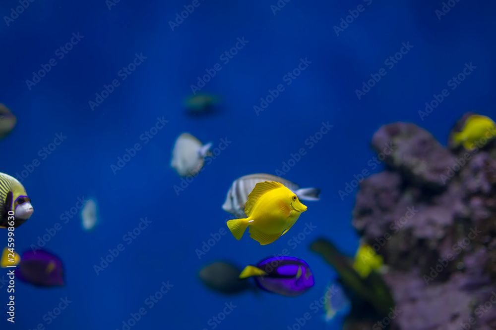 Multi-colored tropical fish on the background of reefs and corals. Multi-colored tropical fish on the background of reefs and corals.
