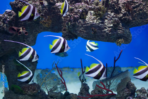 Zanclus cornutus.Exotic tropical fish on the background of corals and reefs.A flock of striped aquarium rub