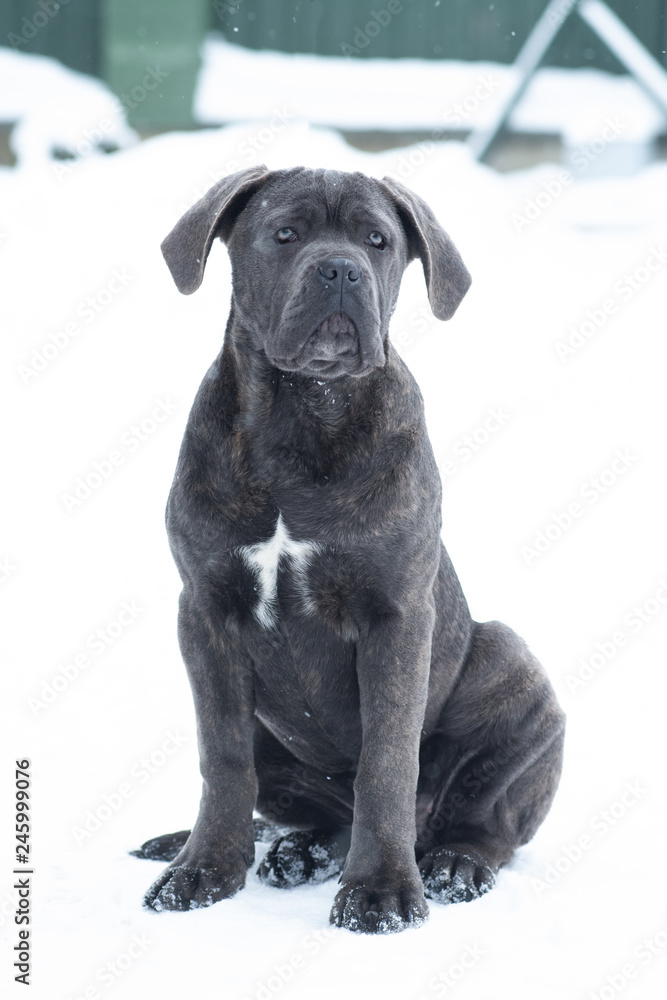 Sitting cane corso portrait dog puppy gray