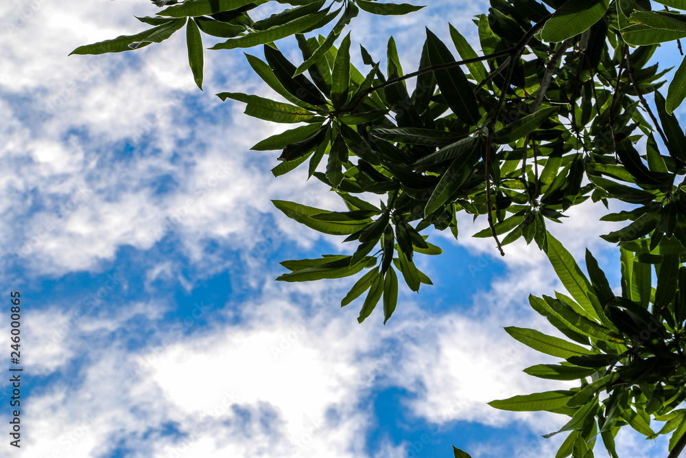 Obraz premium leaves in the sky