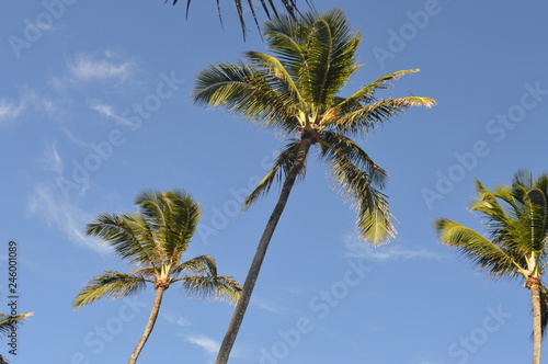 palm tree and blue sky