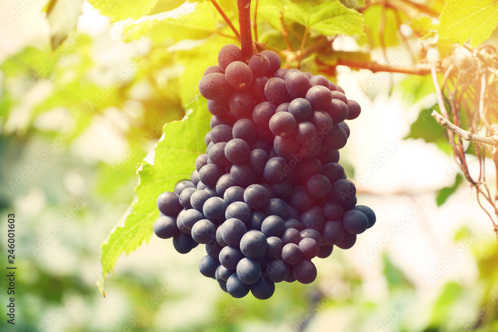 Bunch of grapes in the vineyard Bunch of grapes in the vineyard