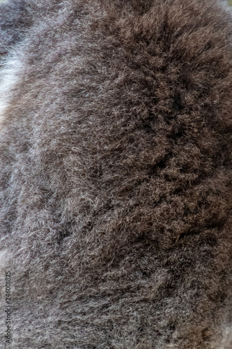 Photography Fur on the back of koala bear in Australia