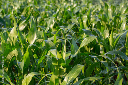Fresh, healthy maize plants growing on a South African farm