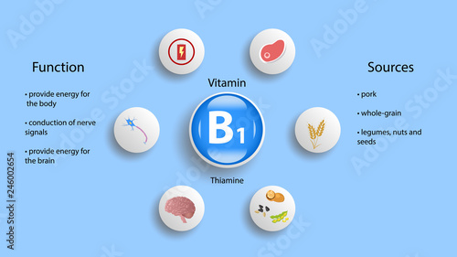 Vitamin B1 vector design. Vitamin B1 function and sources. Thiamine