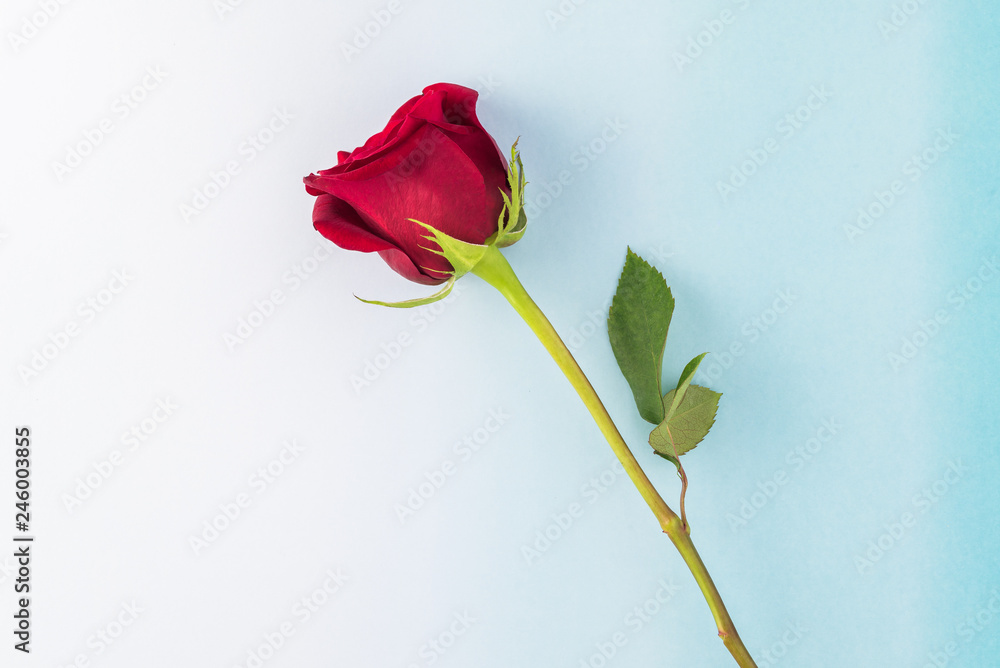 Red rose for Valentines Day. Red rose for Valentines Day.