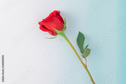 Red rose for Valentines Day.