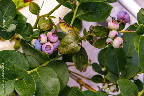 Billede på lærred Hydroponic blueberries ripen in large pots