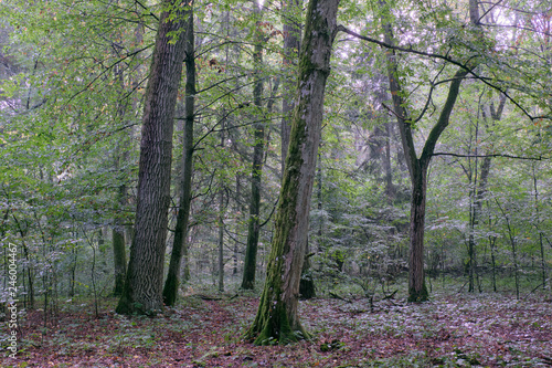 Deciduous stand with hornbeams and oaks © Aleksander Bolbot
