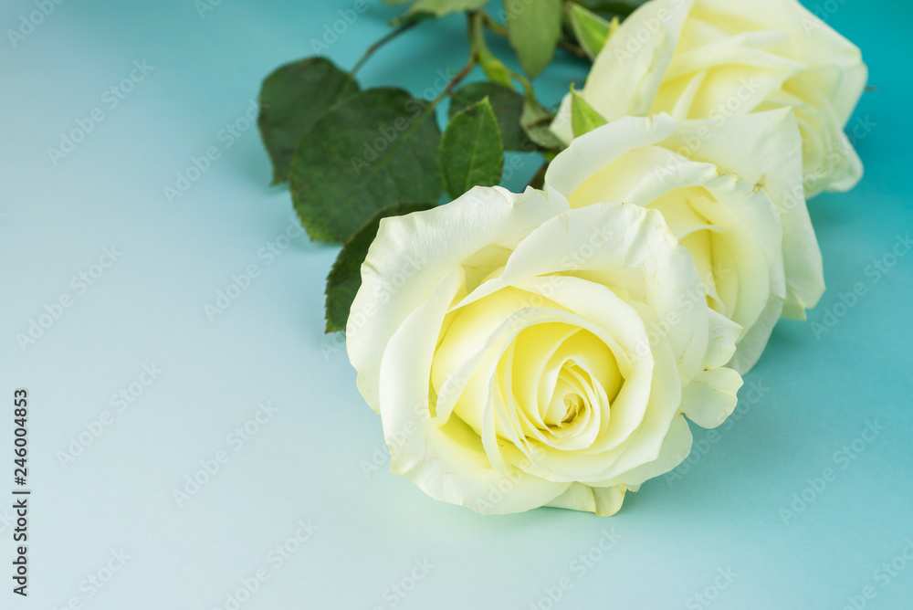 Fototapeta premium White roses for holidays.