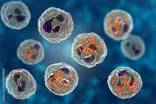 Bacteria Neisseria gonorrhoeae inside neutrophils, gonoccoccus, diplococci that cause sexually transmitted infection gonorrhea. 3D illustration. Incomplete phagocytosis photo