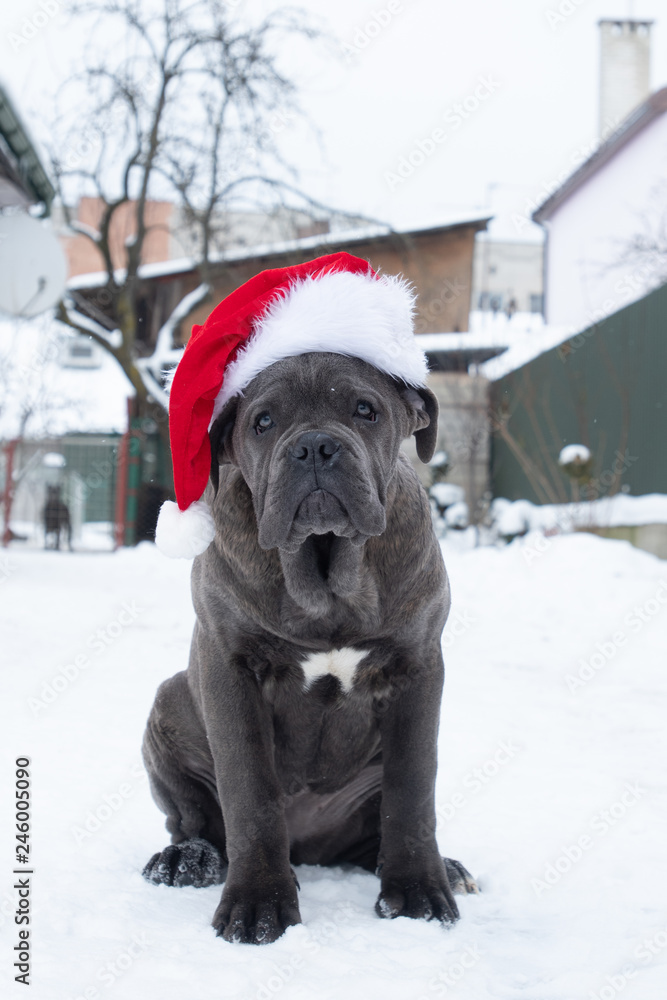 Cute cane corso puppy six month in santa hat