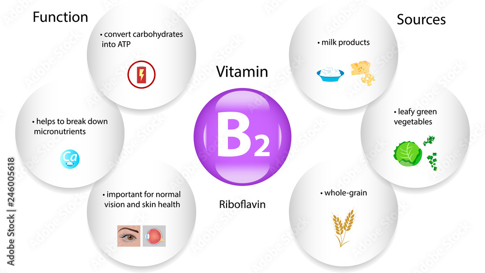 Vitamin B2 vector design. Vitamin B2 function and sources. Riboflavin
