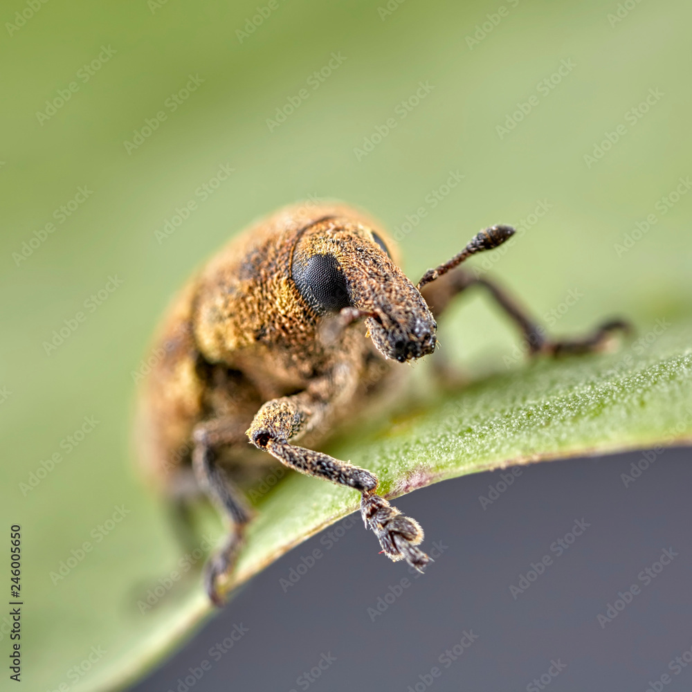 Naklejka premium Short-nosed snout beetle or weevil on leaf. Macro image