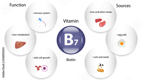 Vitamin B7 vector design. Vitamin B7 function and sources. Biotin