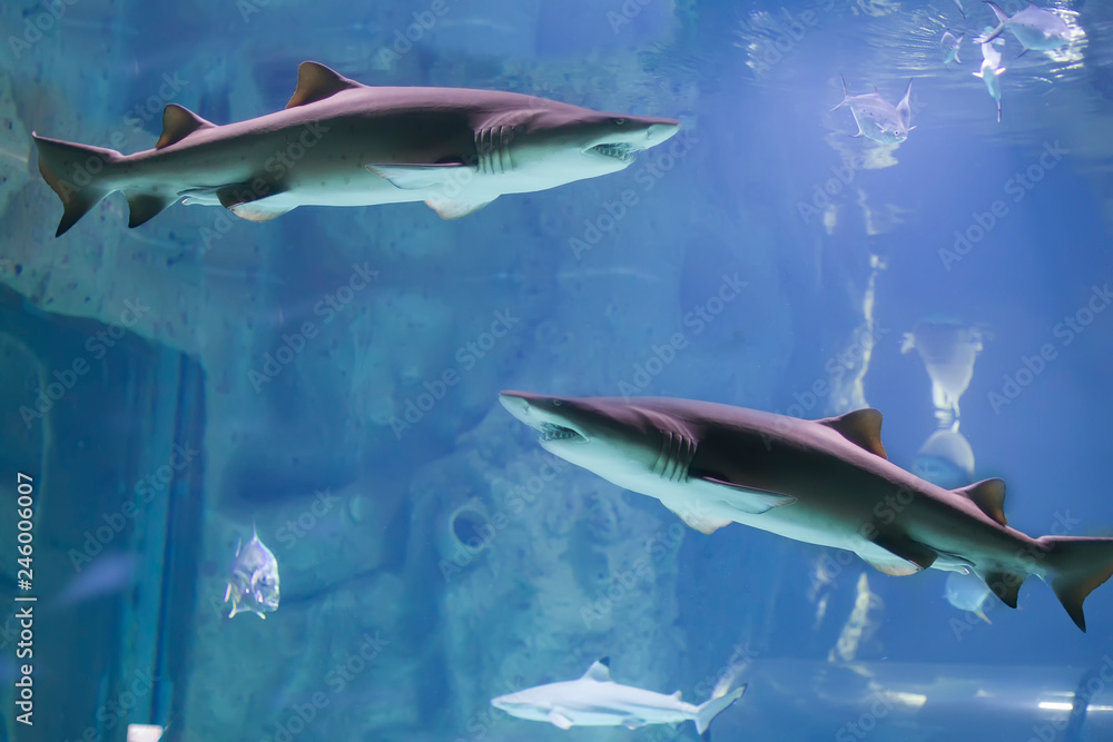 Fototapeta premium Two sharks in blue water