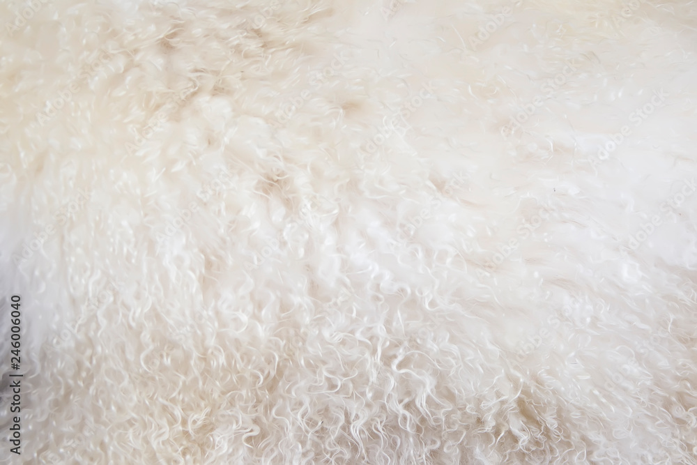 Background image of fur. Fur texture. Natural wool Background image of fur. Fur texture. Natural wool