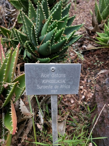 Aloe distans (Asphodelaceae) SE Africa photo