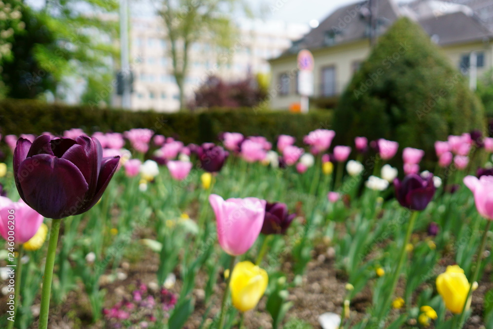 Tulips in the garden