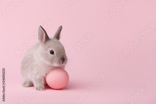 Photography Easter bunny with egg on pink background