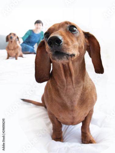 dachshund home closeup portrait indoor cute love people