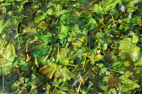 Organic background image seaweed. Texture Macro Image. Abstract Organic Background.