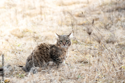 Mixed breed cat outdoor field grass dry fluffy