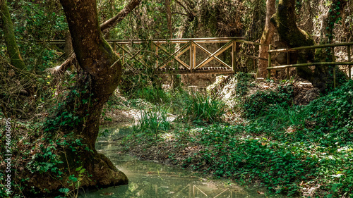 Beautiful Jungle Landscape